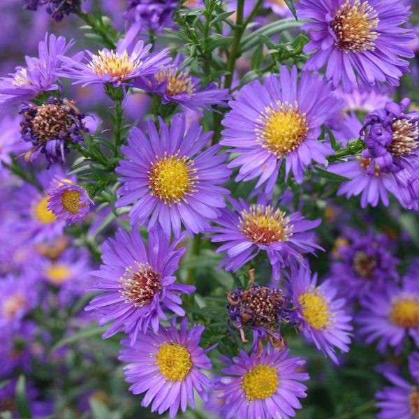 Aster novi-belgii'Schöne von Dietlikon'