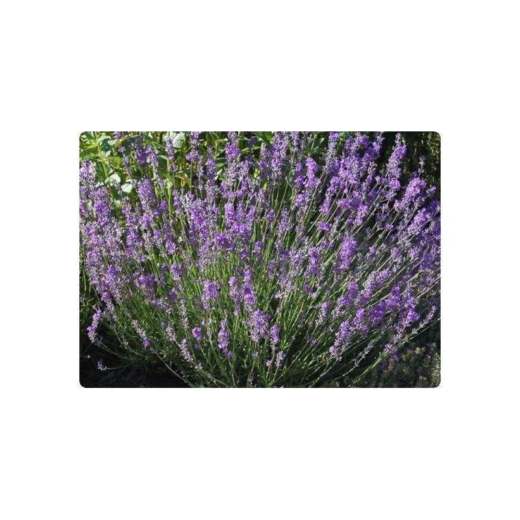 Lavandula angustifolia'Dwarf Blue'