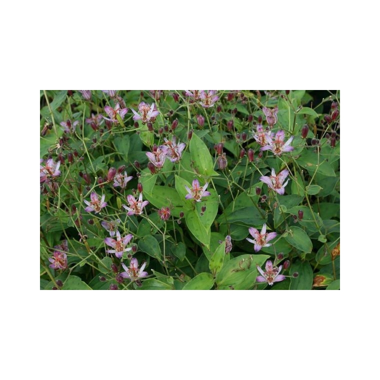 Tricyrtis hirta'Taiwan Adbane'