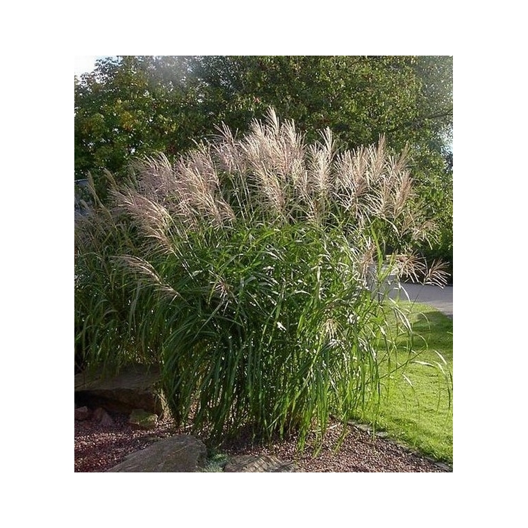 Miscanthus sinensis'Silberfeder' 