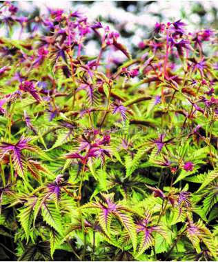 Filipendula palmata'Red Umbrella'