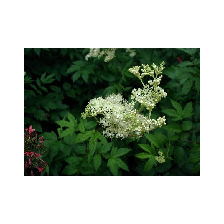 Filipendula ulmaria