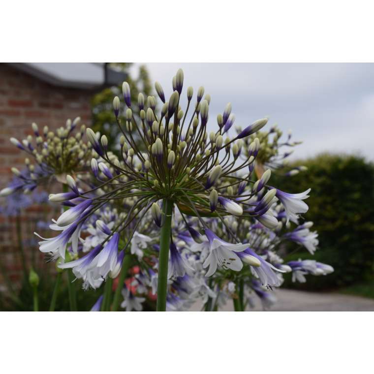 Agapanthus'Fireworks' 