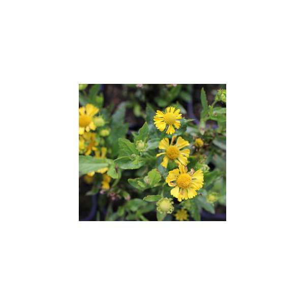Helenium'Septembergold'