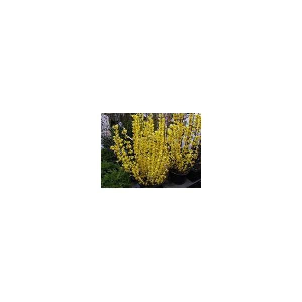 Forsythia'Goldrausch' 