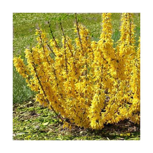 Forsythia intermedia'Mingold' 