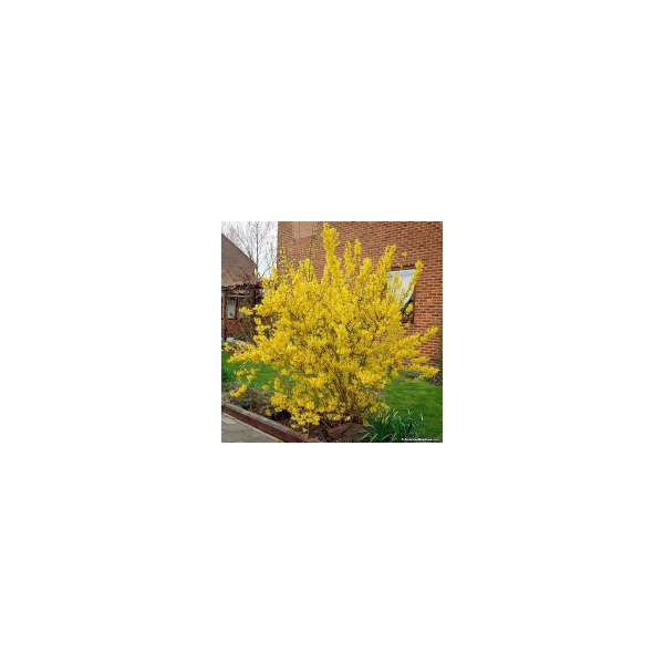 Forsythia intermedia'Lynwood' 