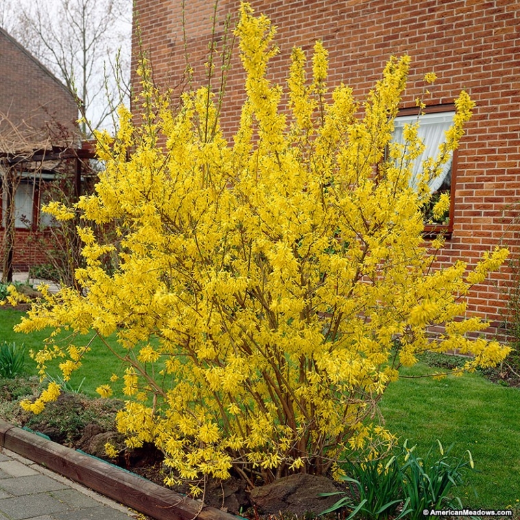 Forsythia intermedia'Lynwood' 