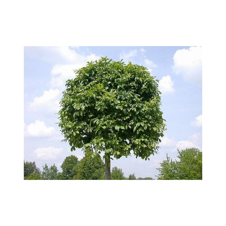 Fraxinus ornus'Mecsek' 