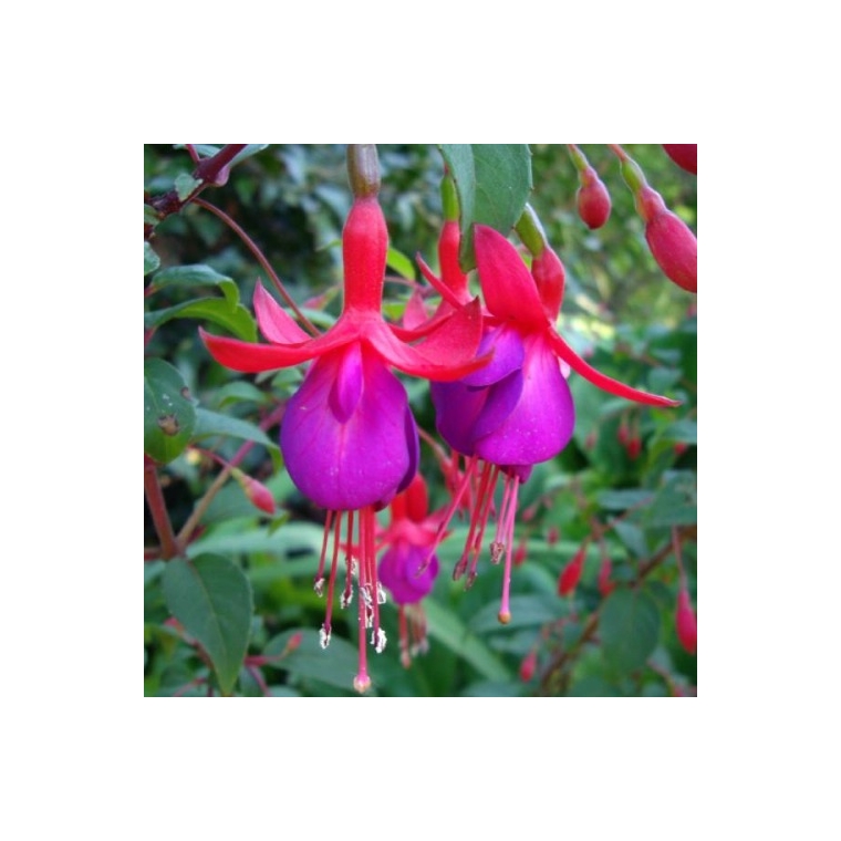 Fuchsia'Mrs.Popple' 