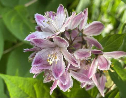 Deutzia'Raspberry Sundae' 