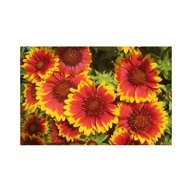 Gaillardia hybride'Bremen'