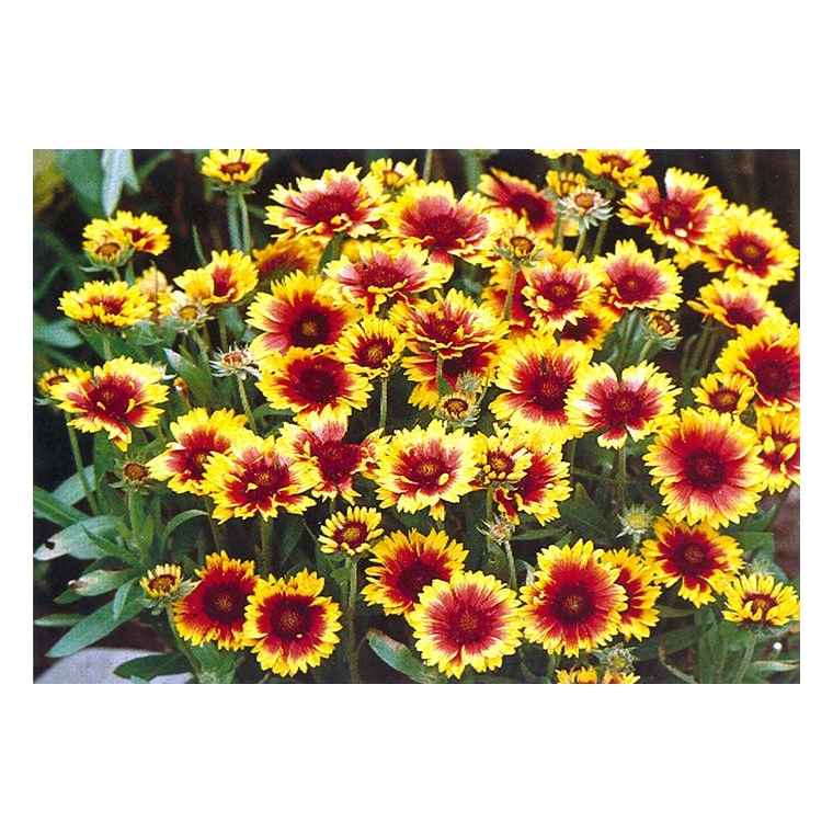 Gaillardia hybride'Kobold'