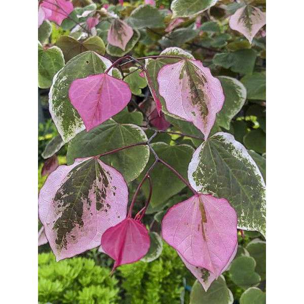 Cercis canadensis'Carolina Sweetheart' 