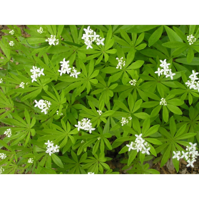 Galium odoratum 