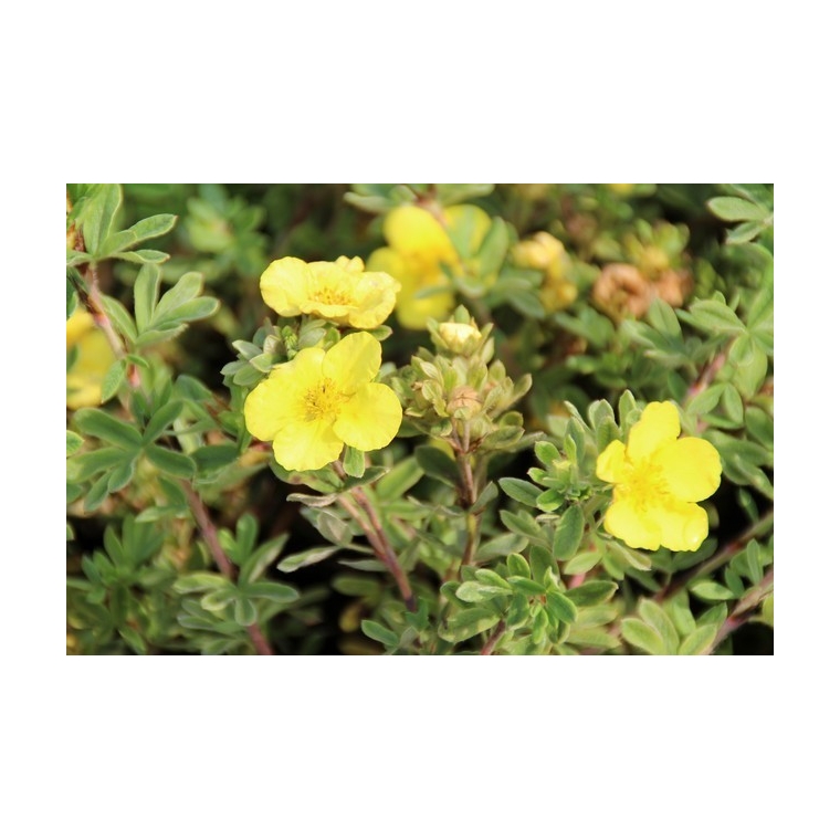 Potentilla fruticosa'Elizabeth' 