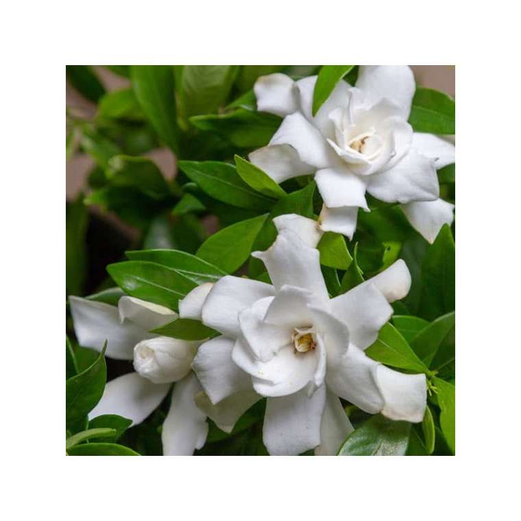 Gardenia jasminoides'Fool Proof' 