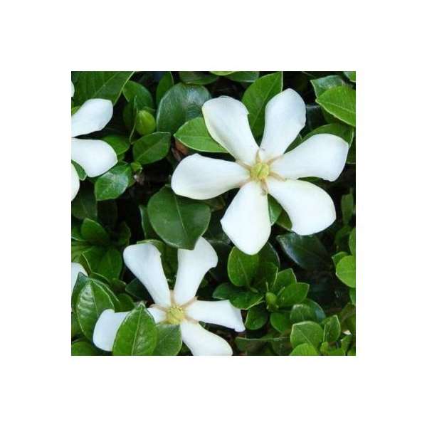 Gardenia jasminoides'Pinwheel' 