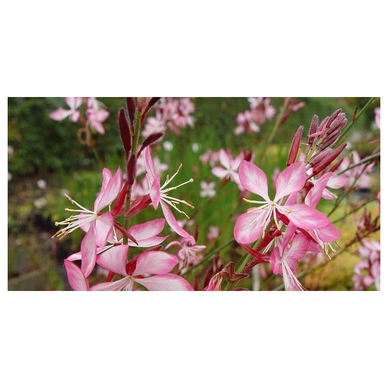 Gaura lindheimeri'Rosy Jane'