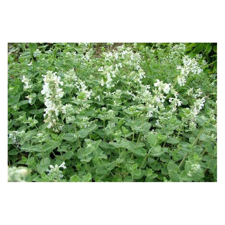 Nepeta faassenii'Alba'