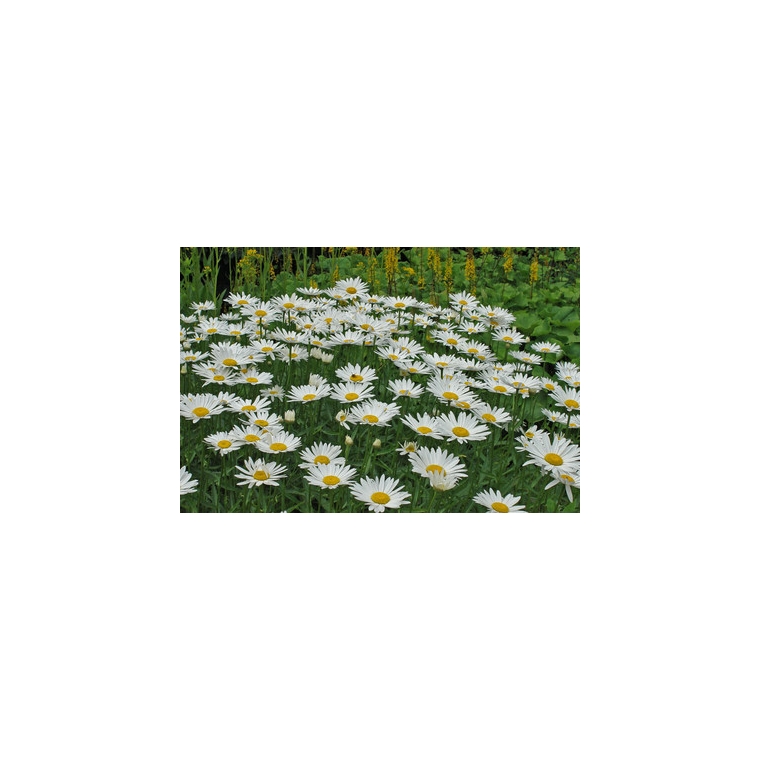 Leucanthemum superbum'Alaska'