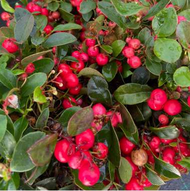 Gaultheria procumbens'Big Berry' 