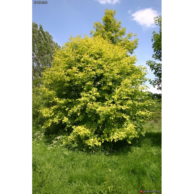 Alnus glutinosa'Aurea' 