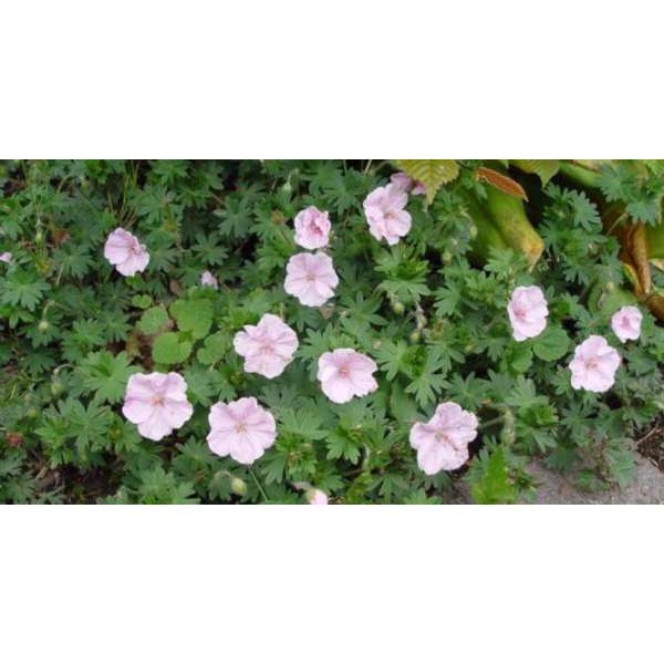 Geranium sanguineum'Apfelblüte'