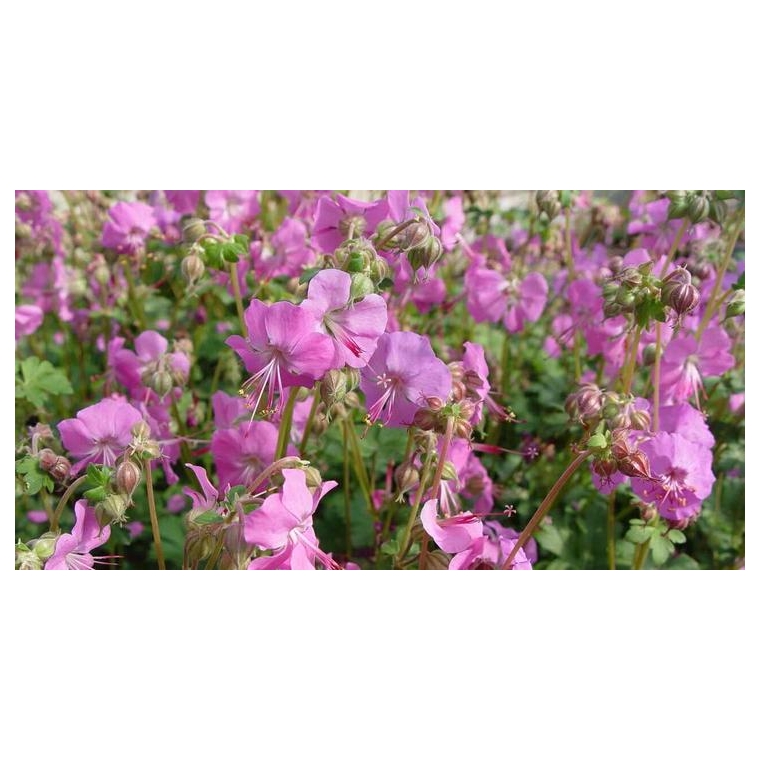 Geranium cantabrigiense'Berggarten'