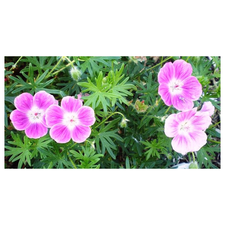 Geranium sanguineum'Elke'