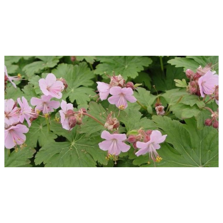 Geranium macrorrhizum'Ingwersen's Variety'