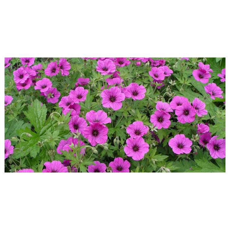 Geranium'JS Ma Tu Vu'