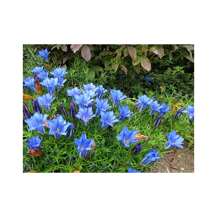Gentiana sino-ornata