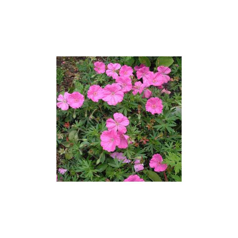 Geranium sanguineum'Ankum's Pride'