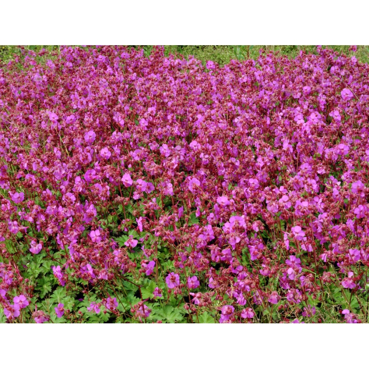 Geranium cantabrigiense'Karmina'