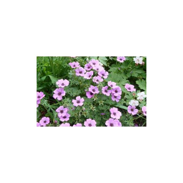 Geranium cinereum'Alice'