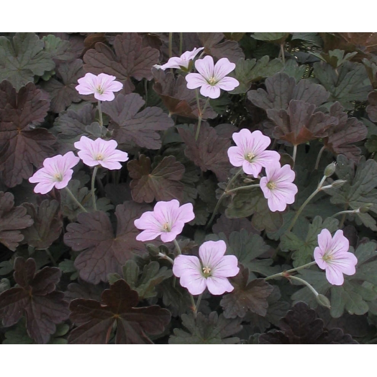 Geranium'Dusky Crugh'