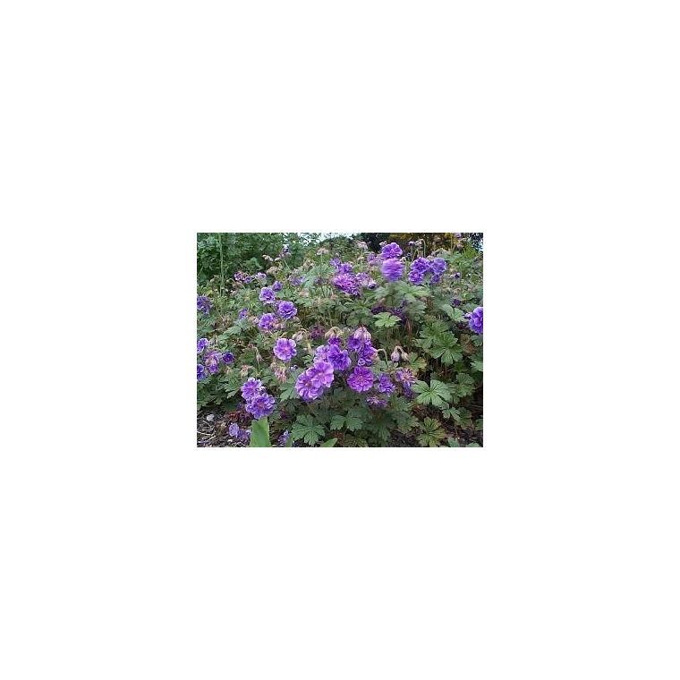 Geranium himalayense'Plenum'