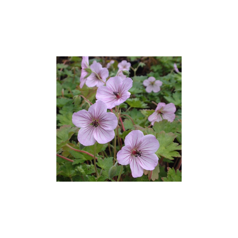 Geranium'Joy'