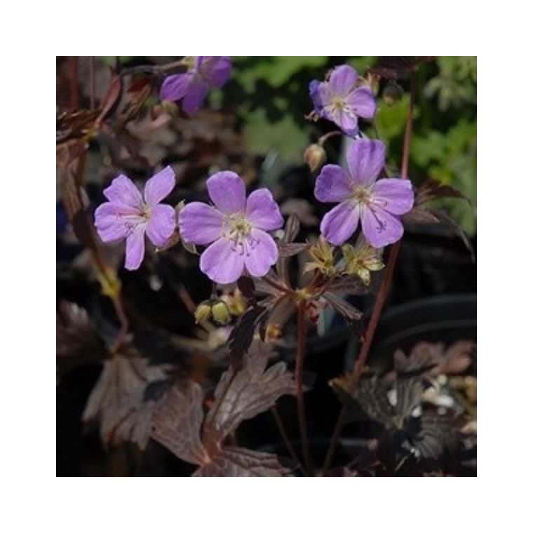 Geranium maculatum'Elizabeth Ann'