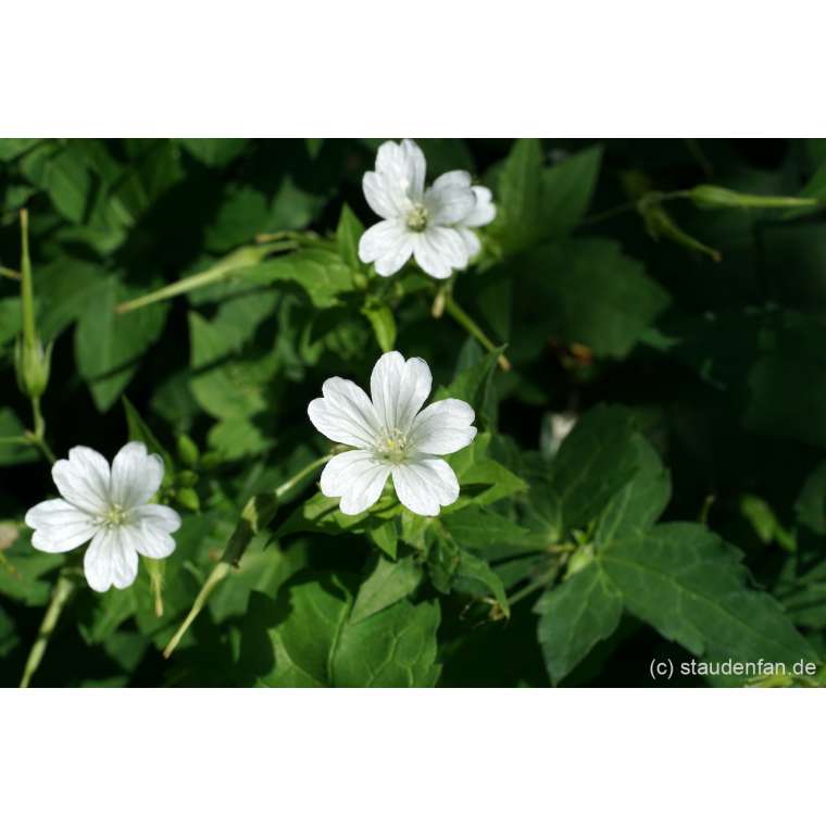 Geranium nodosum'Wreightburn House White'