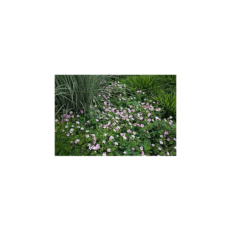 Geranium oxonianum'Rose Clair'