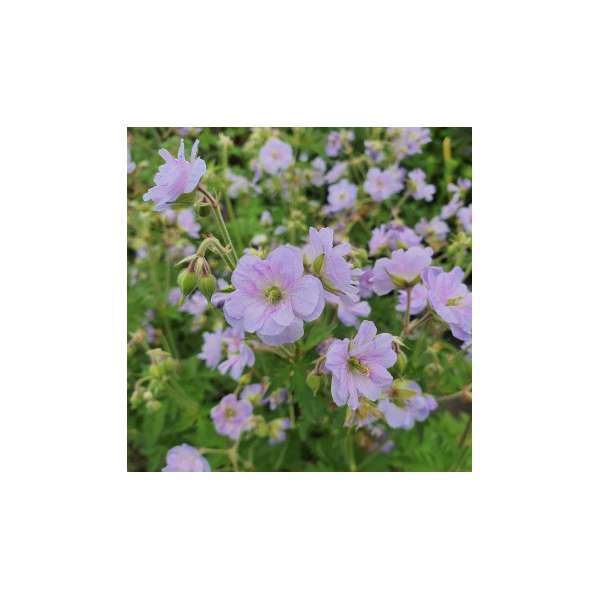 Geranium pratense'Else Lacey'