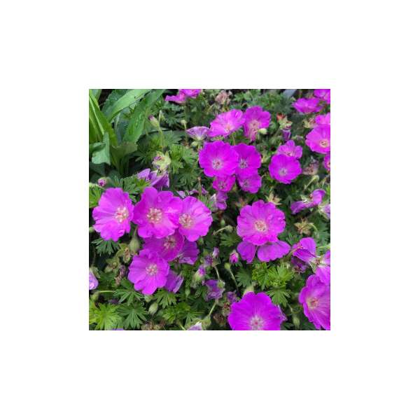 Geranium sanguineum'Feu d'Autumn'