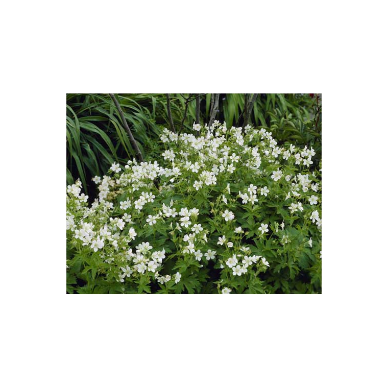 Geranium phaeum'Album'