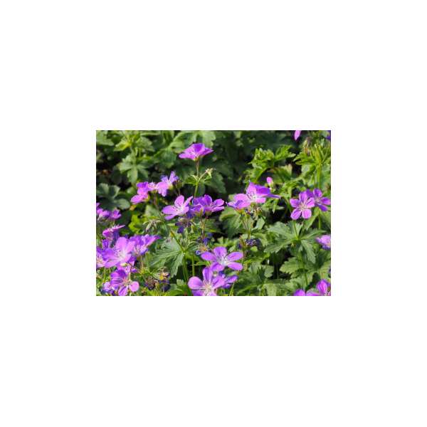 Geranium sylvaticus'Birch Lilac'