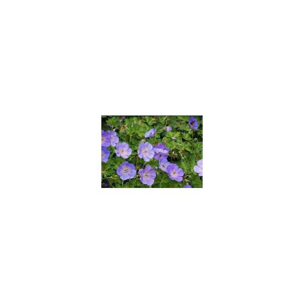 Geranium'Azure Rush'