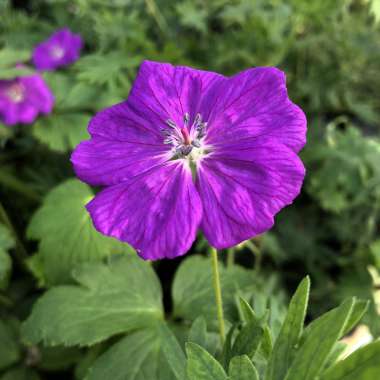 Geranium sanguineum'New Hampshire Purple'