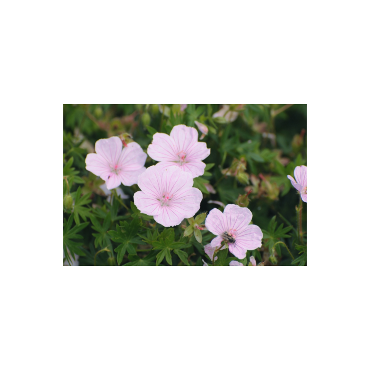 Geranium sanguineum'Pink Summer' 