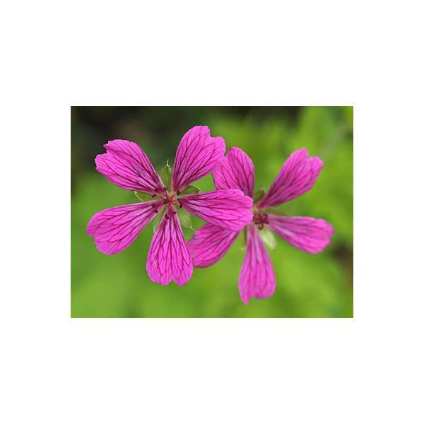 Geranium'Kanahitobawana'
